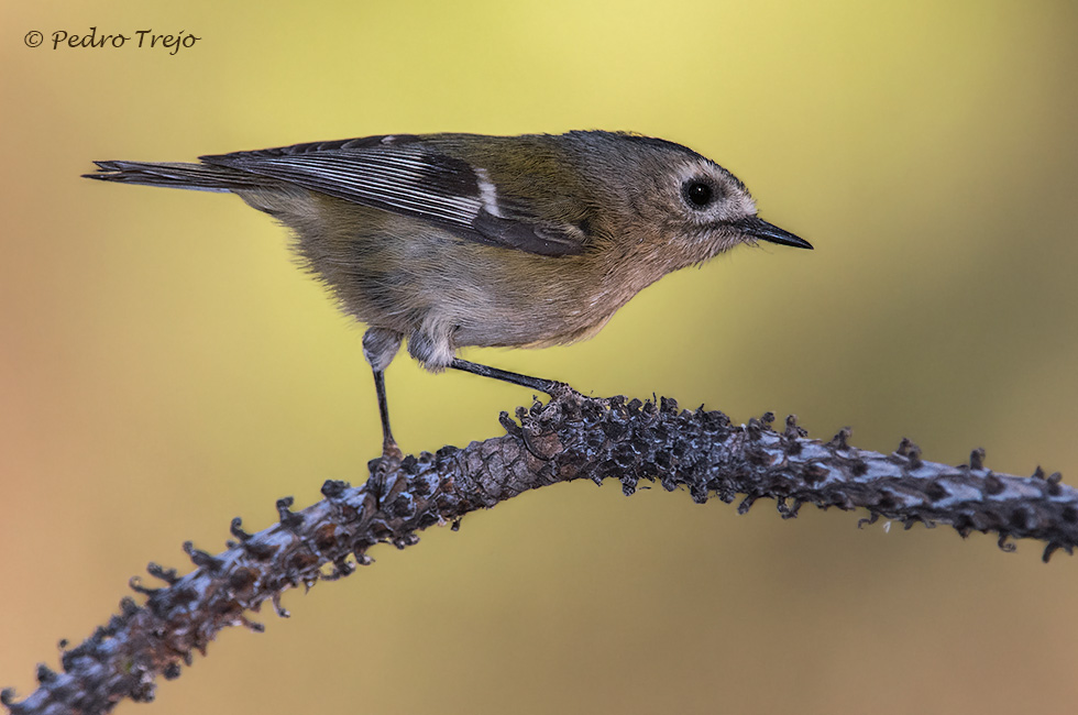 Reyezuelo sencillo (Regulus teneriffae)